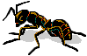 An ant 